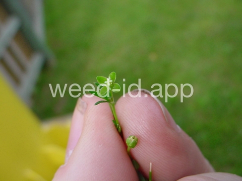 pearlwort, birdseye